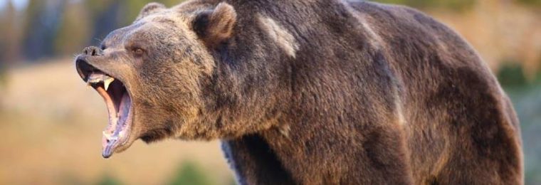 Bear Markets
